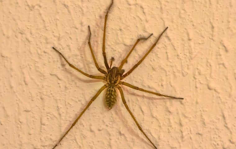 Brown spider with long legs clinging to a textured beige wall