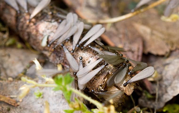 Cluster of winged termite swarmers resting on a decaying twig amid leaf litter