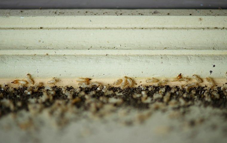 Cluster of pale termite workers and dark frass debris along a white baseboard