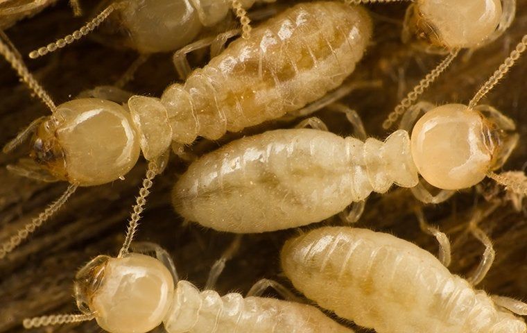 Close-up of several pale termites clustered on wood, highlighting termite infestation in a home's structure
