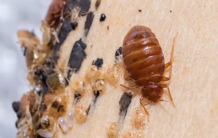 Adult bed bug with cluster of translucent nymphs and eggs on a wooden surface