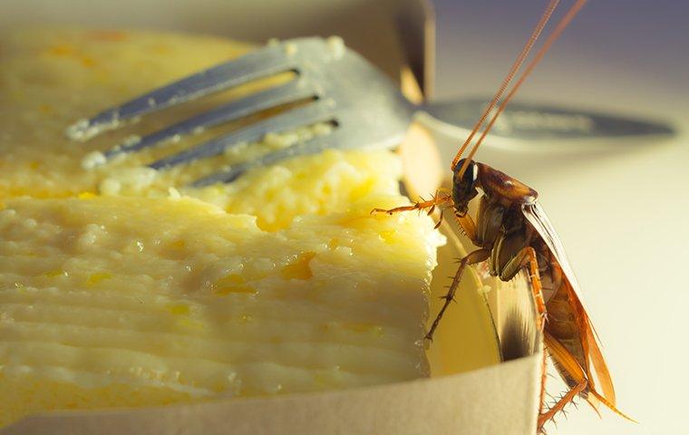 Cockroach crawling on a buttered slice of bread near a metal fork