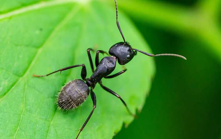 Black ant crawling on a green leaf
