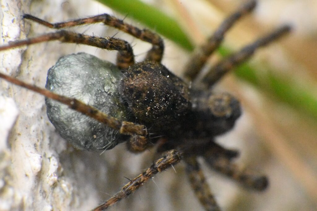 Spider egg sack