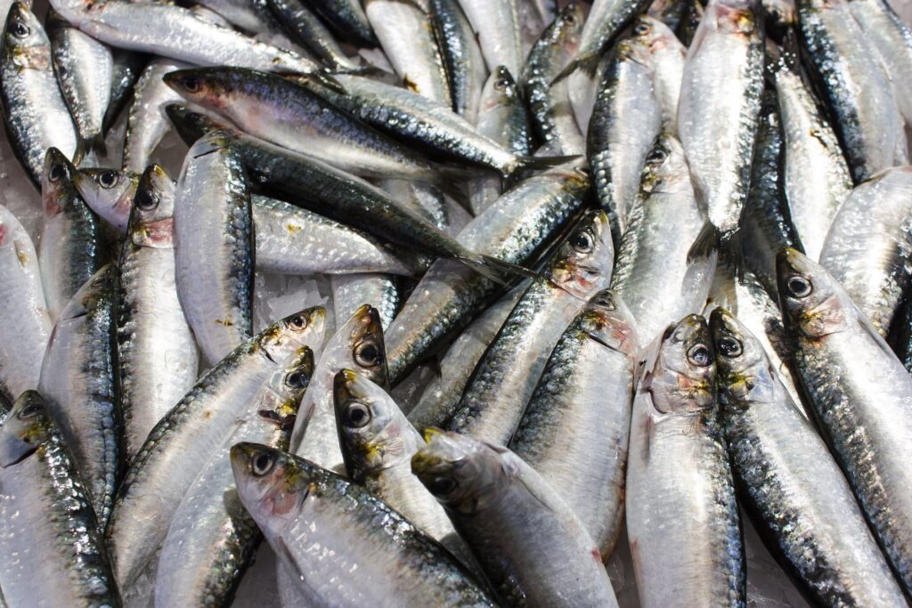 Pile of whole silvery fish arranged on crushed ice