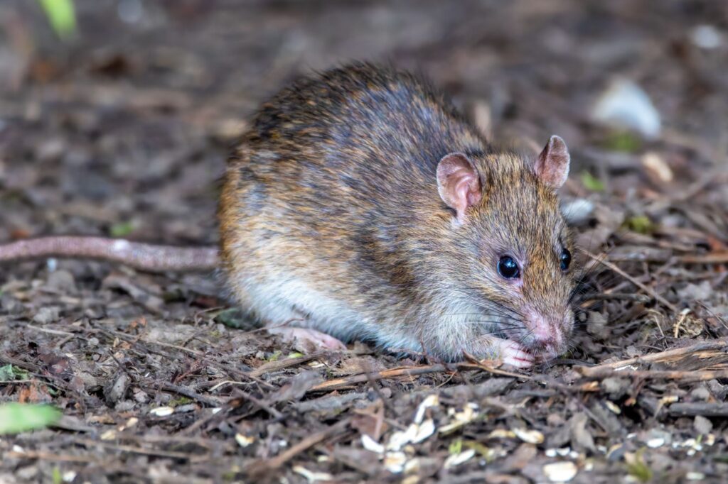Small brown rodent with dark eyes and whiskers on leaf litter