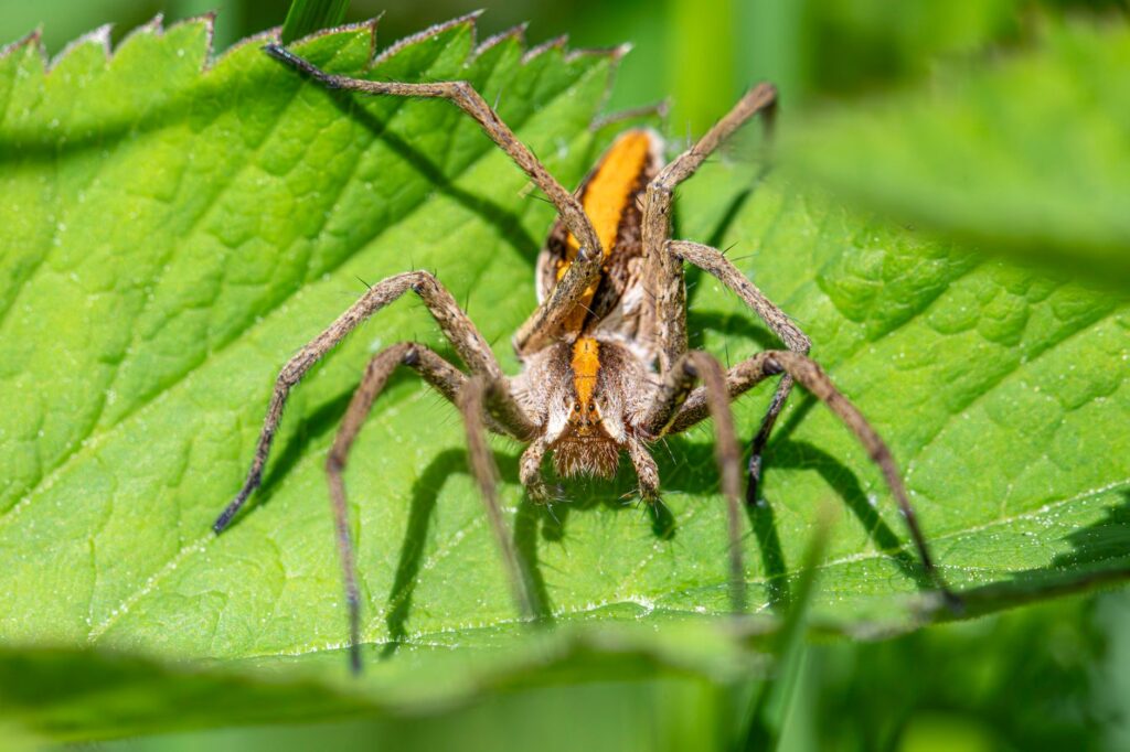 Brown spider with long hairy legs resting on a bright green leaf