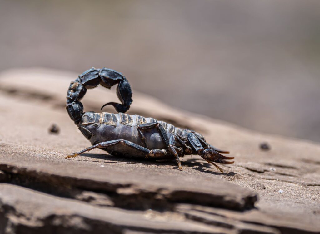 Dark scorpion with curled tail perched on a sunlit rock surface