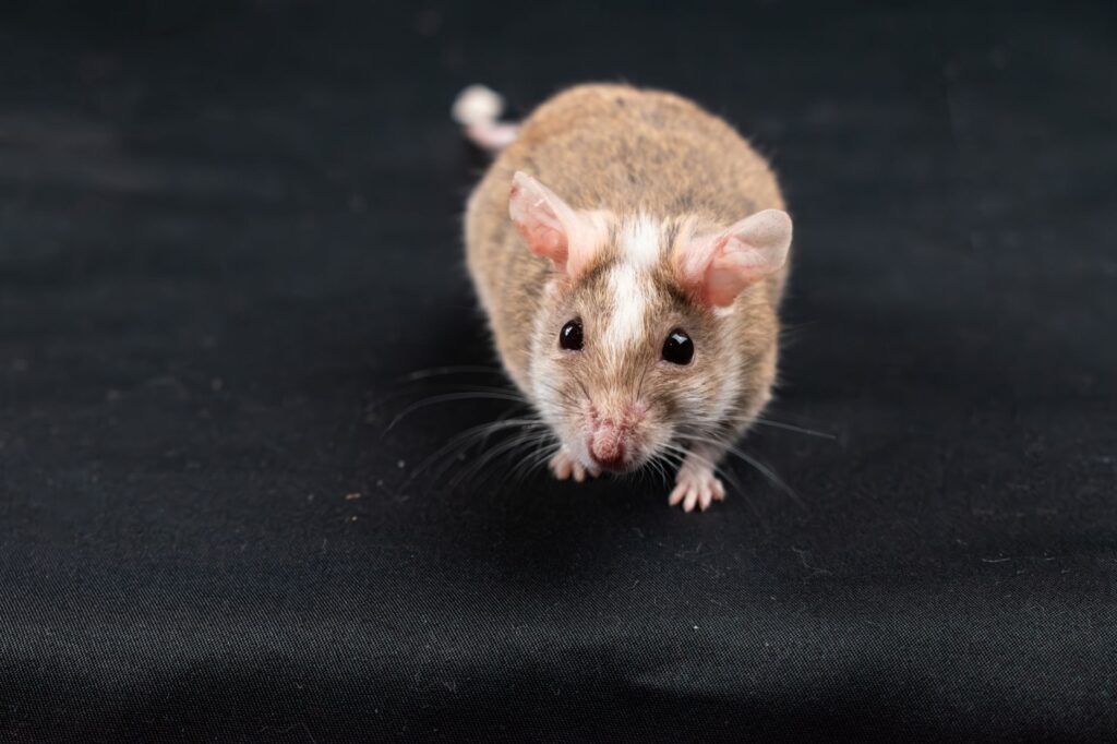 Small brown-and-white mouse on dark fabric background facing the camera