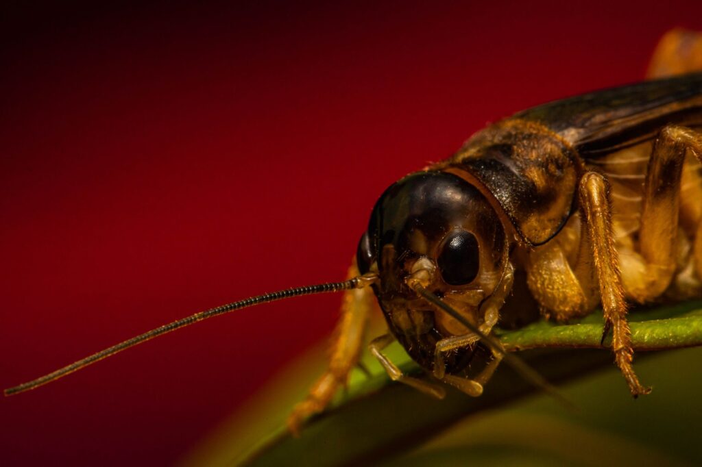 Close-up of a cockroach head and antennae perched on a leaf against a red background