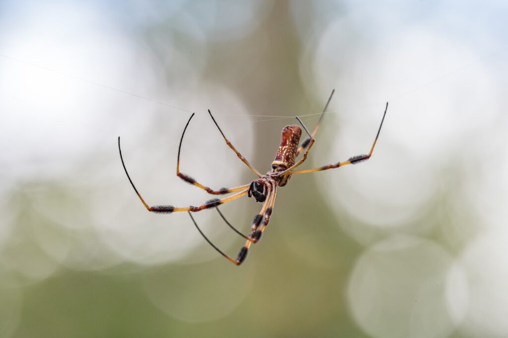 banana spiders oklahoma