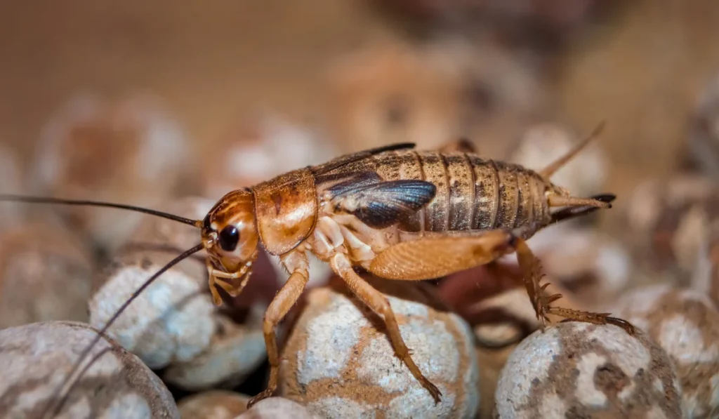 Brown cricket perched on round granular debris in a close-up shot