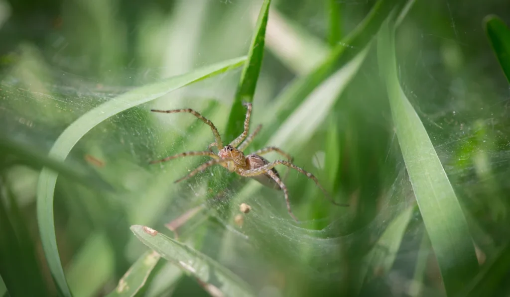 Funnel Web Weaver Grass Spider