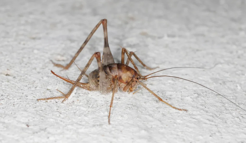 camel cricket