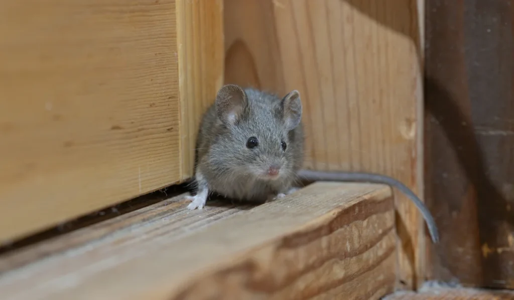 Small gray mouse peeking from a gap between wooden baseboard and floorboards, tail trailing behind it