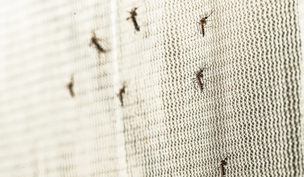 mosquitoes
